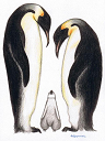 penguin-family(篁頼征さん）